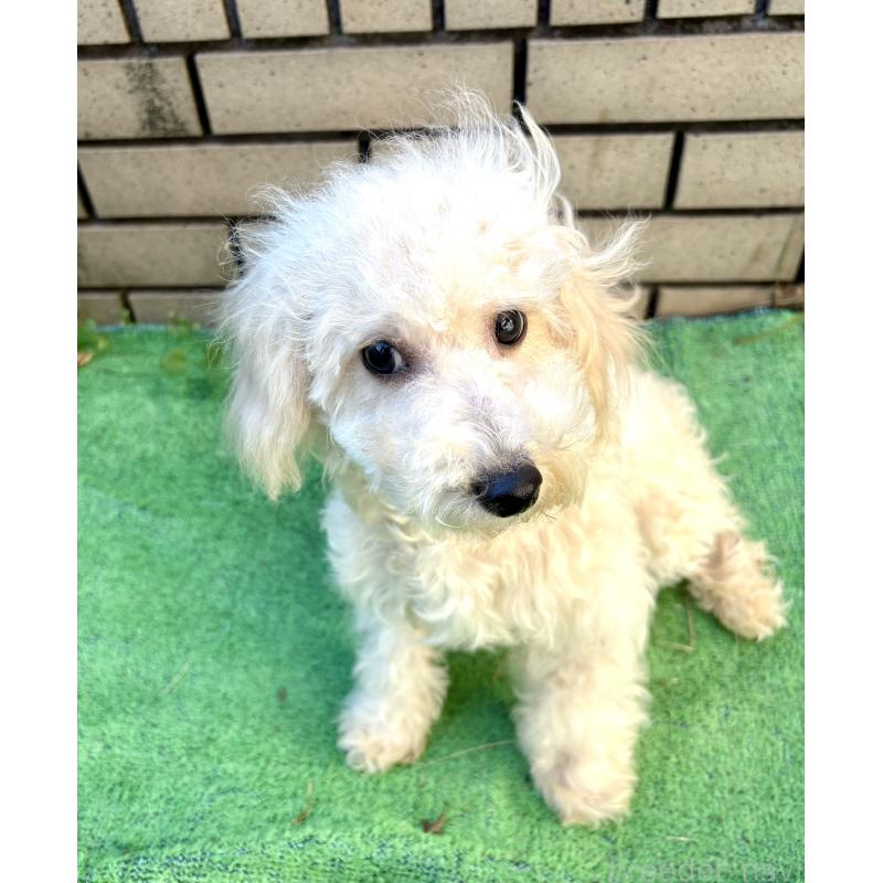 成約済の東京都のビションプー:ビションフリーゼ×トイプードル-399635の3枚目