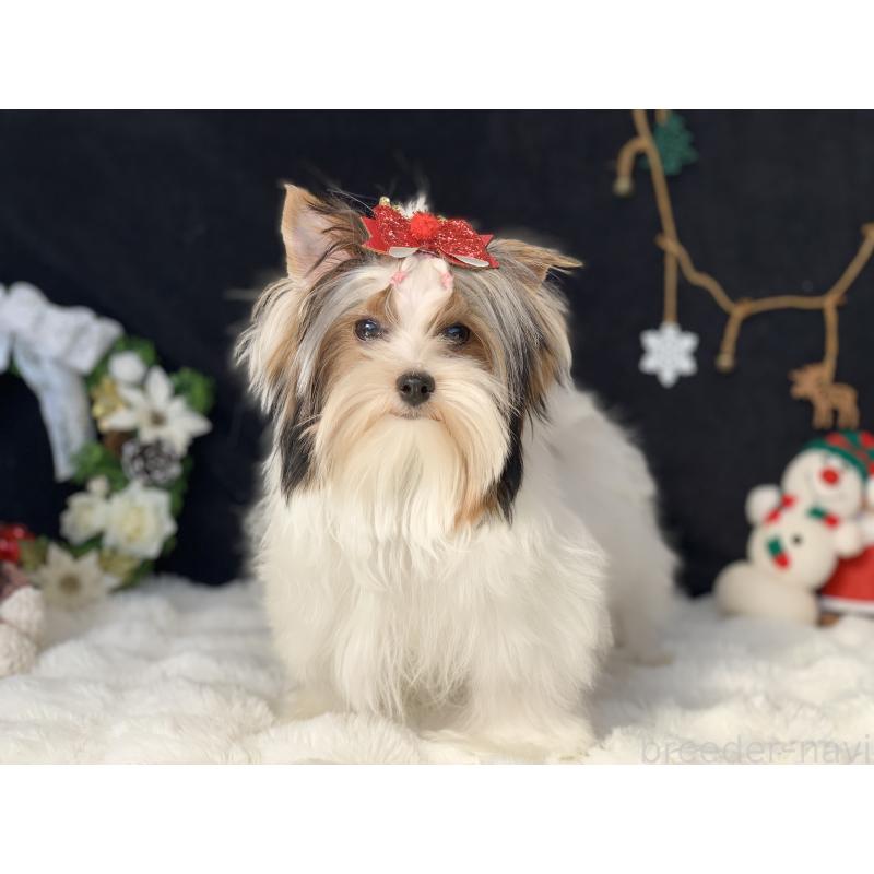 商談中の大分県のビューワーテリア-394322の11枚目