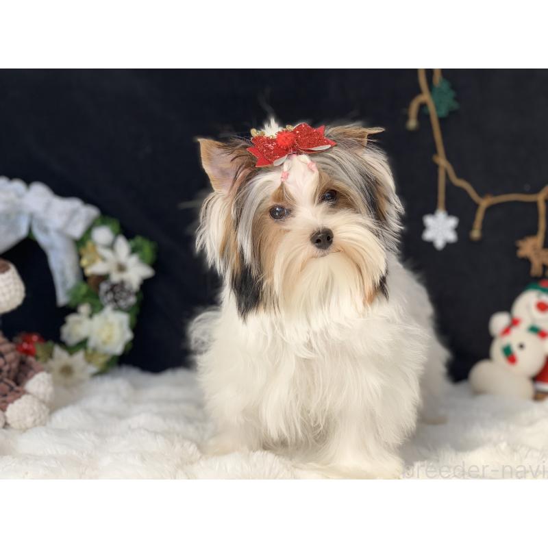 商談中の大分県のビューワーテリア-394322の10枚目