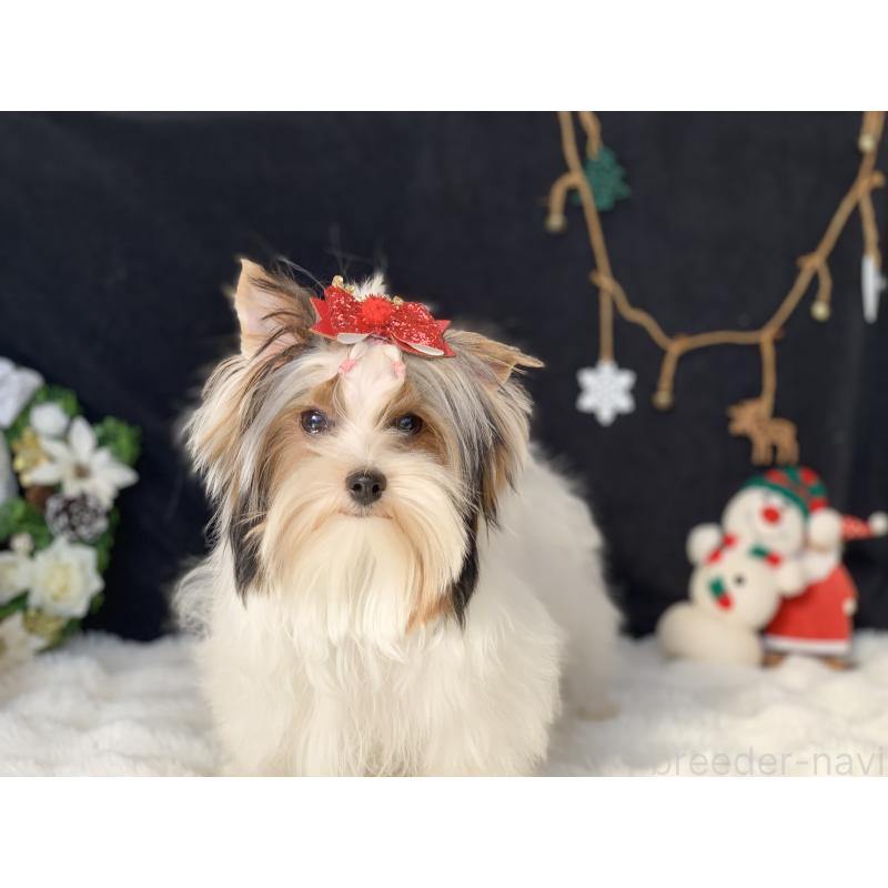 商談中の大分県のビューワーテリア-394322の9枚目