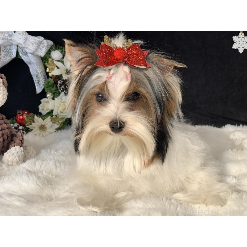 商談中の大分県のビューワーテリア-394322の8枚目