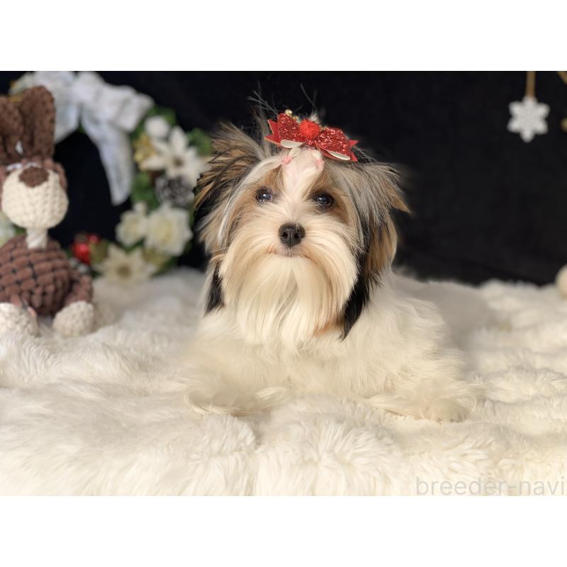 商談中の大分県のビューワーテリア-394322の7枚目