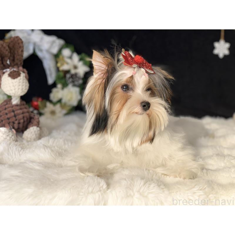 商談中の大分県のビューワーテリア-394322の6枚目