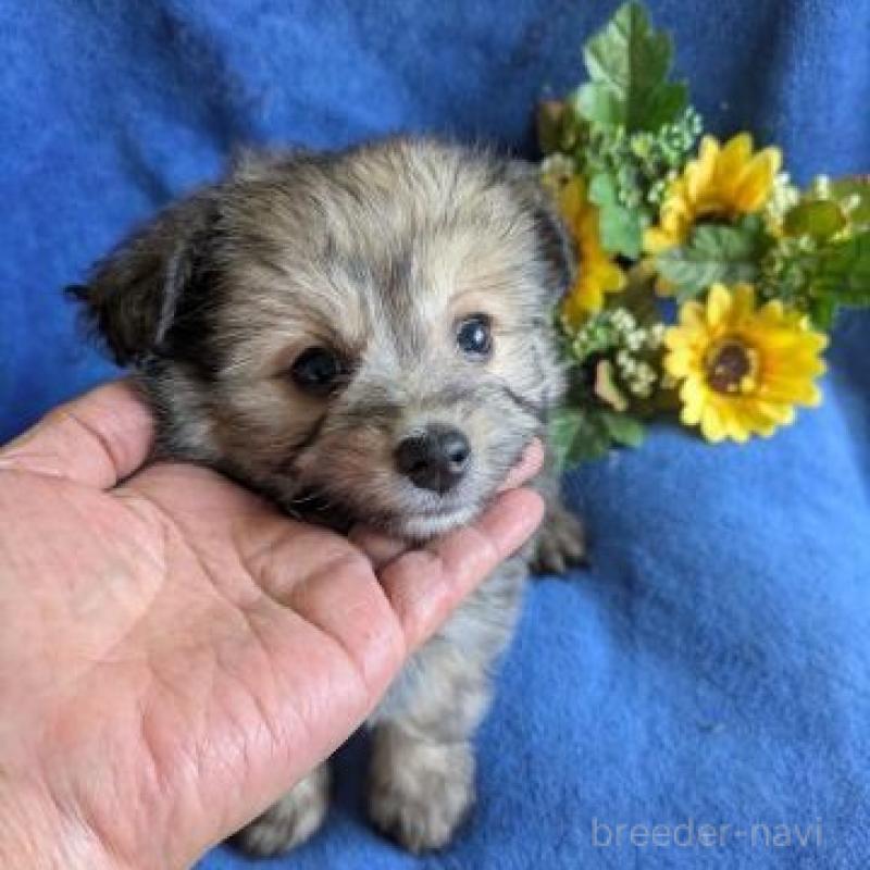 販売中の鹿児島県のミックス犬-432229の3枚目