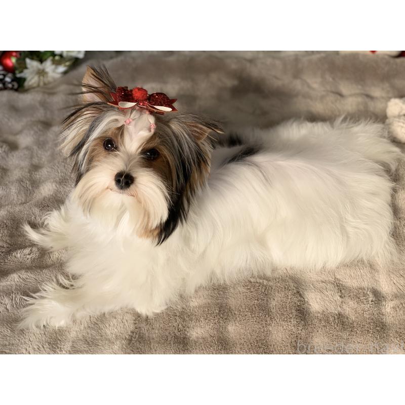 商談中の大分県のビューワーテリア-394322の5枚目