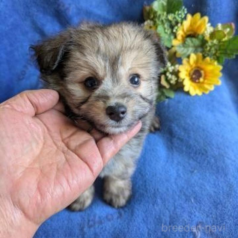 販売中の鹿児島県のミックス犬-432229