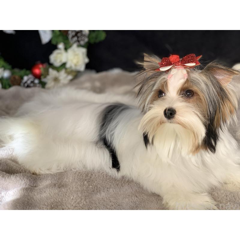 商談中の大分県のビューワーテリア-394322の4枚目