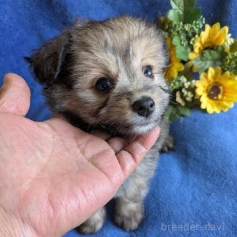 販売中の鹿児島県のミックス犬-432229の2枚目