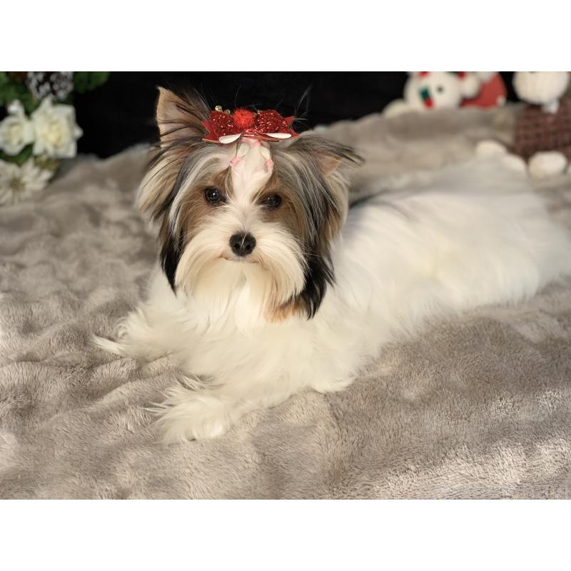 商談中の大分県のビューワーテリア-394322の3枚目