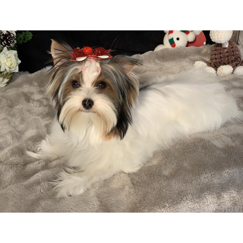 商談中の大分県のビューワーテリア-394322の2枚目