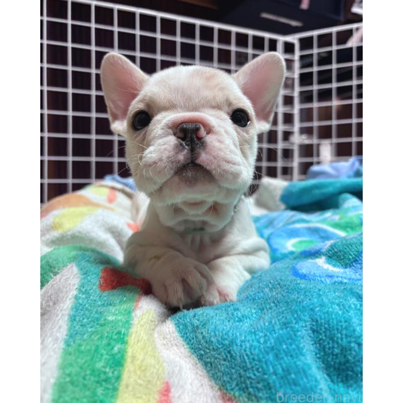 販売中の三重県のフレンチブルドッグ-429640