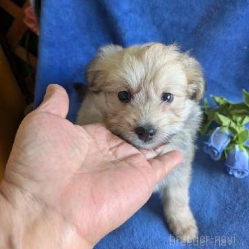 販売中の鹿児島県のミックス犬-432230の1枚目