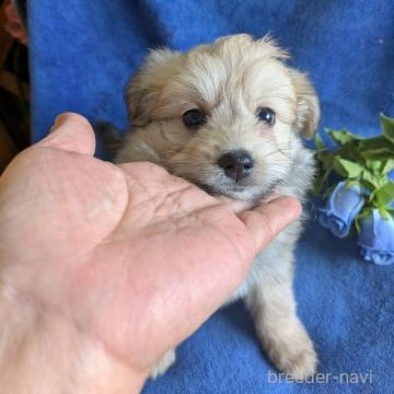 販売中の鹿児島県のミックス犬-432230の3枚目