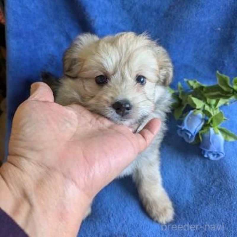 販売中の鹿児島県のミックス犬-432230の2枚目