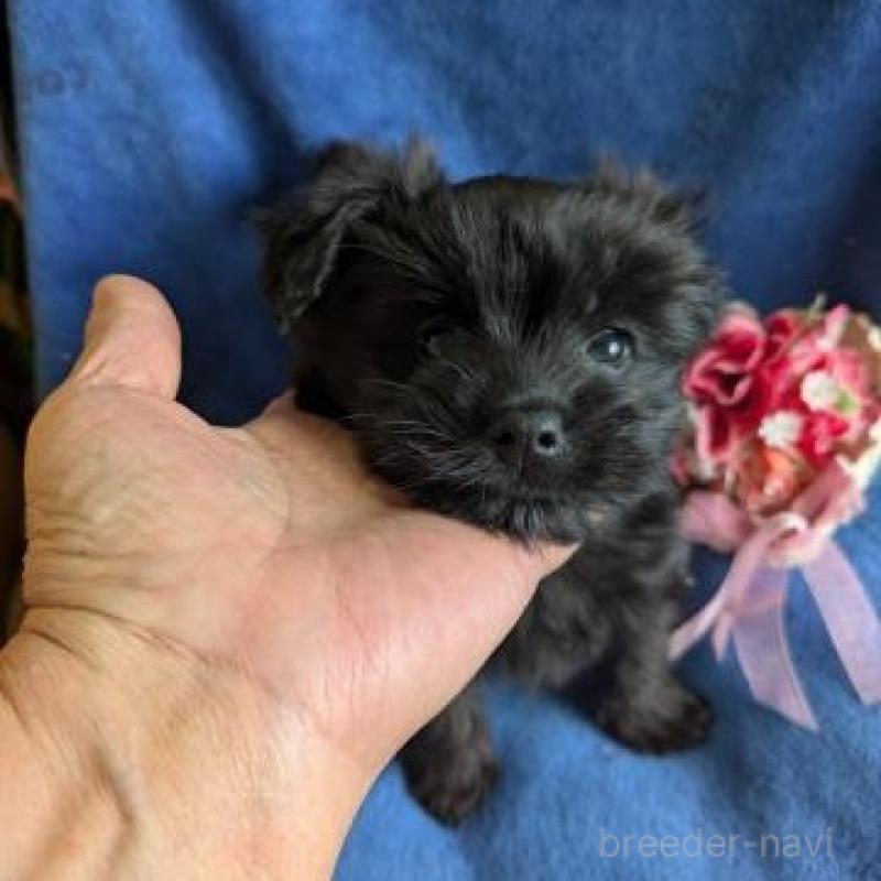 販売中の鹿児島県のミックス犬-432232の3枚目