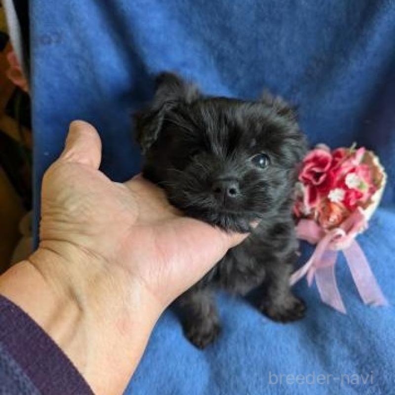 販売中の鹿児島県のミックス犬-432232の2枚目