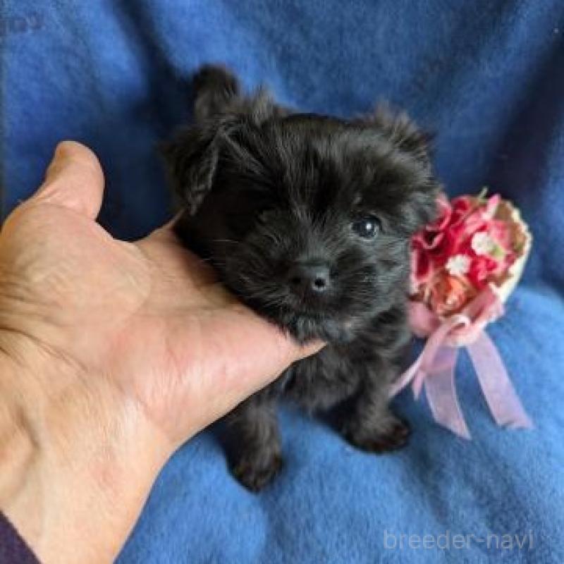 販売中の鹿児島県のミックス犬-432232