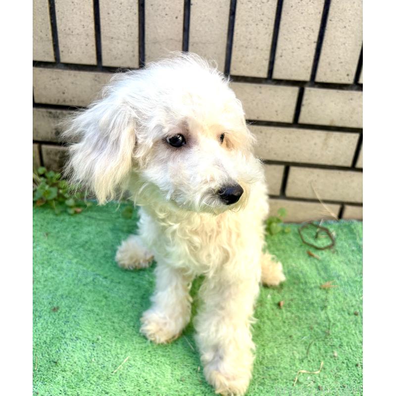 販売中の静岡県のビションプー:ビションフリーゼ×トイプードル-402591の3枚目