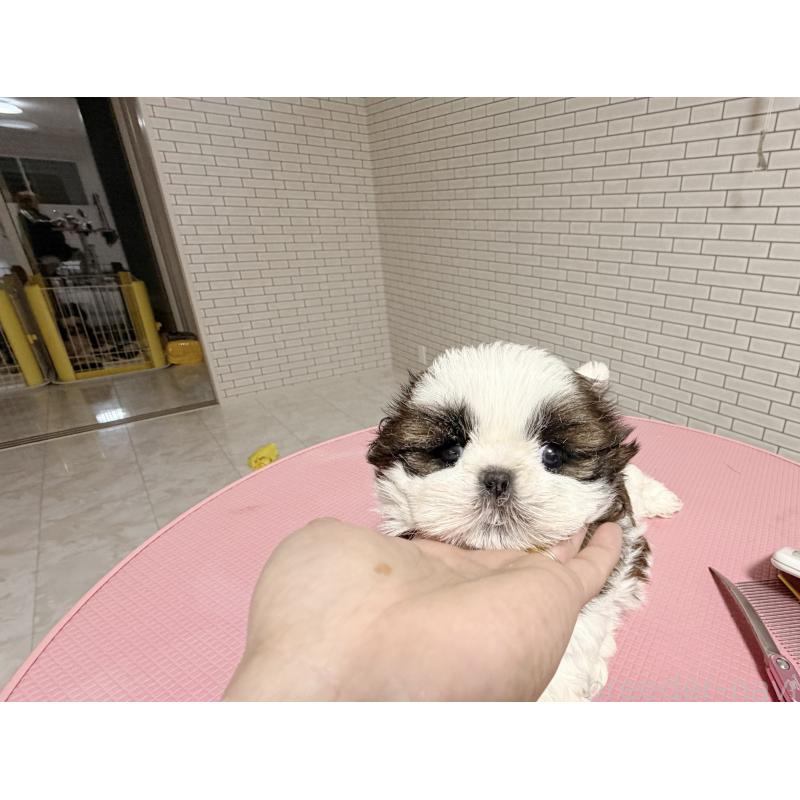 販売中の東京都のシーズー-432270の6枚目