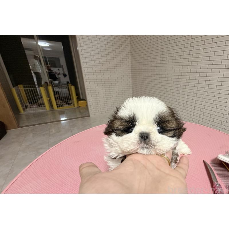 販売中の東京都のシーズー-432270の5枚目