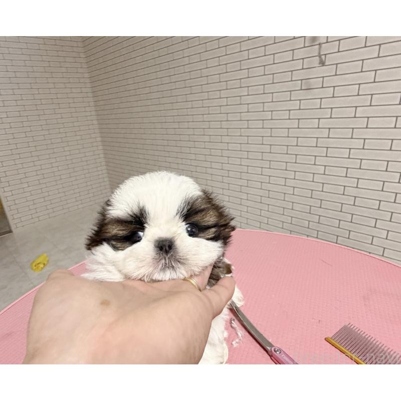 販売中の東京都のシーズー-432270の4枚目