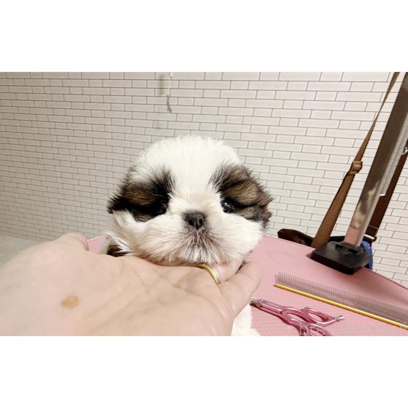 販売中の東京都のシーズー-432270の3枚目