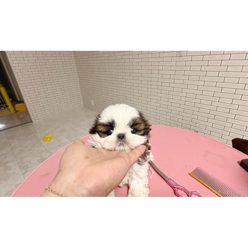 販売中の東京都のシーズー-432270の2枚目