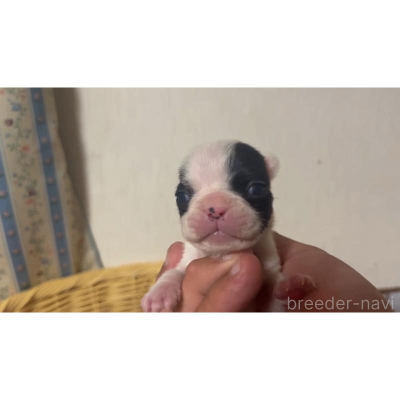 成約済の岡山県のフレンチブルドッグ-431019の7枚目