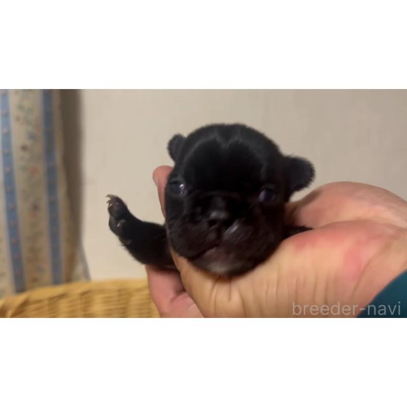 販売中の岡山県のフレンチブルドッグ-431018の29枚目