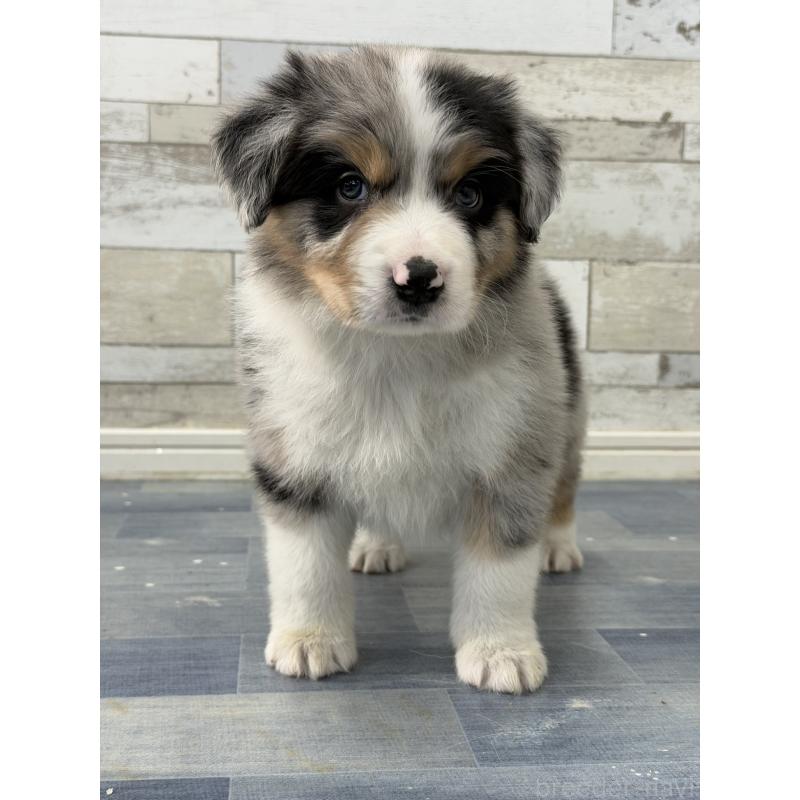 販売中の長野県のボーダーコリー-432233の4枚目