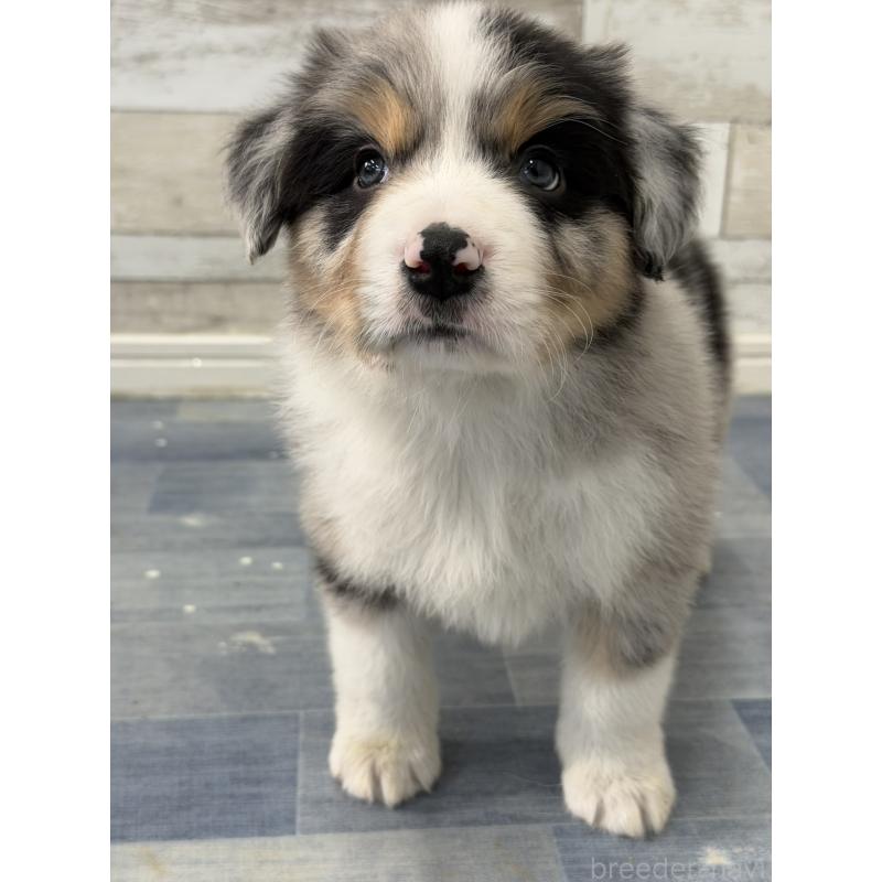 販売中の長野県のボーダーコリー-432233の3枚目