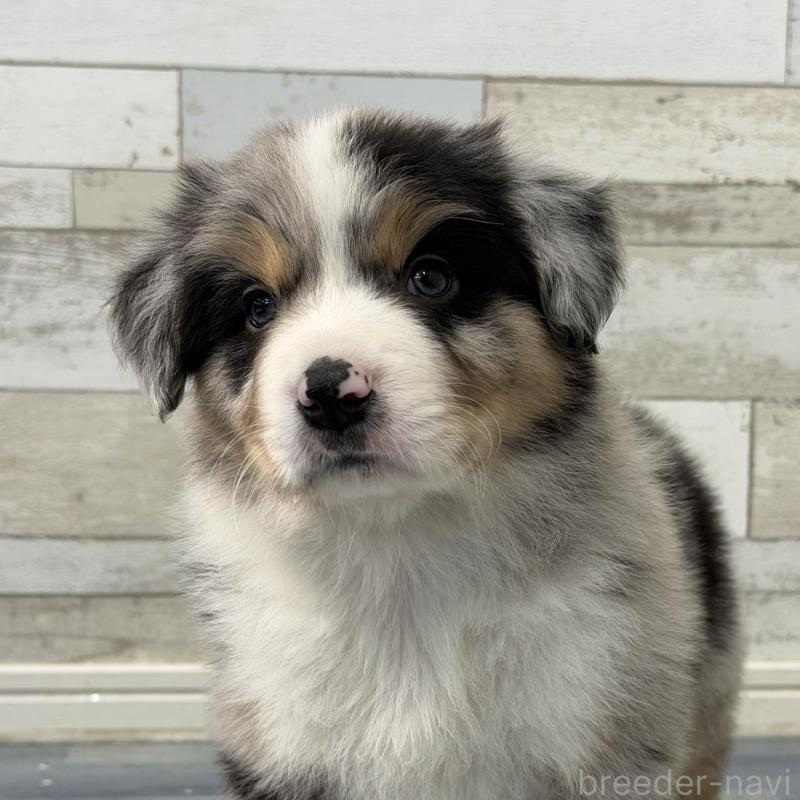 販売中の長野県のボーダーコリー-432233