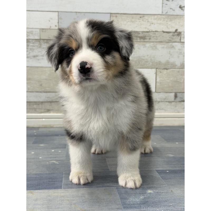 販売中の長野県のボーダーコリー-432233の2枚目