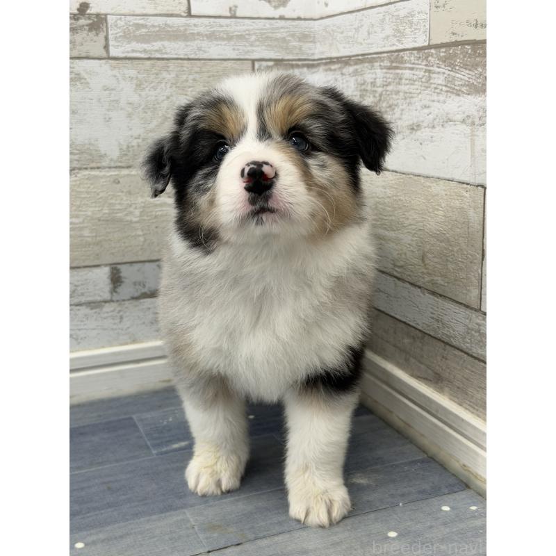 販売中の長野県のボーダーコリー-432234の4枚目