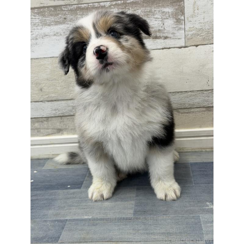 販売中の長野県のボーダーコリー-432234の3枚目