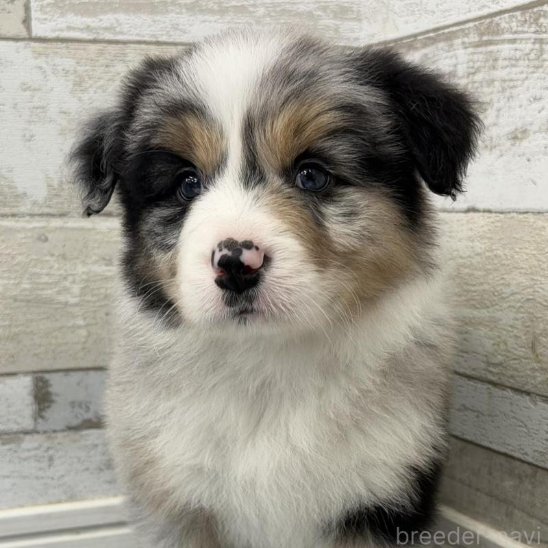 販売中の長野県のボーダーコリー-432234