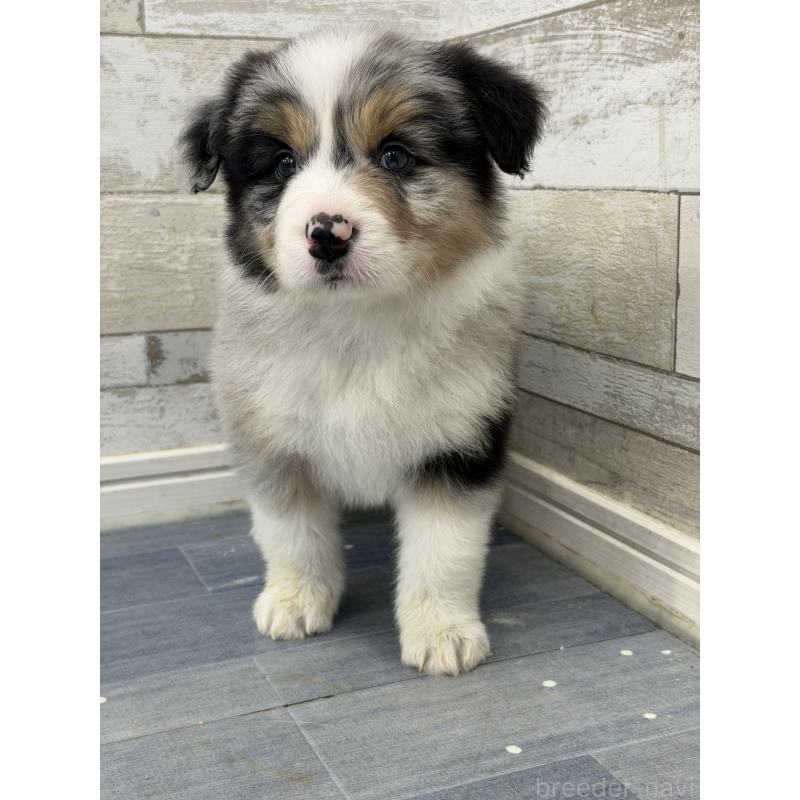 販売中の長野県のボーダーコリー-432234の2枚目