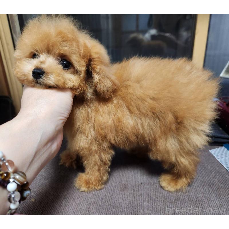 販売中の岡山県のティーカッププードル-432242の5枚目