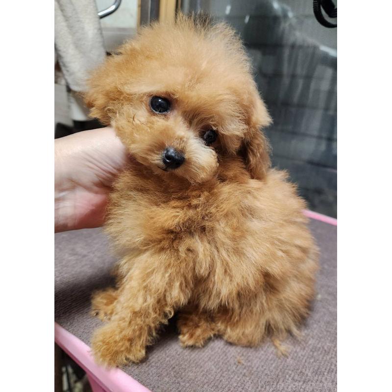 販売中の岡山県のティーカッププードル-432242の4枚目