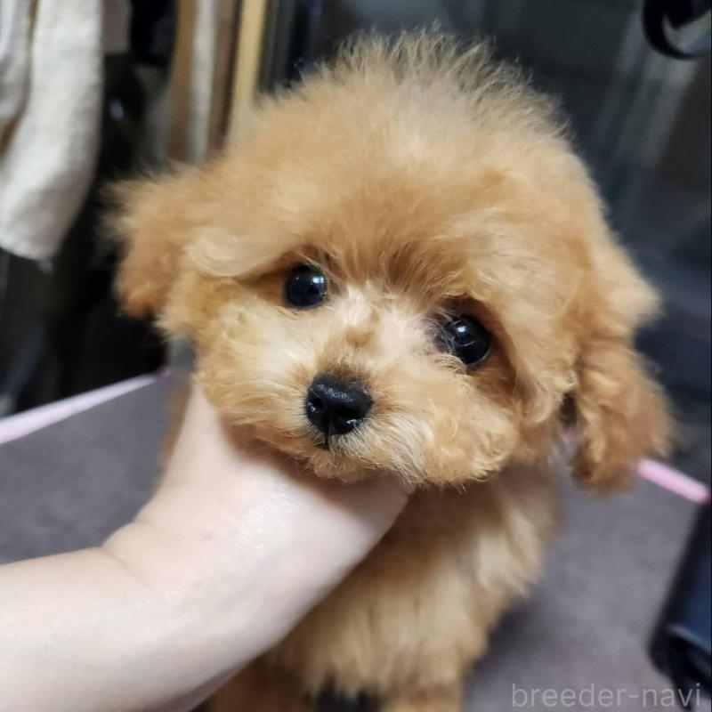 販売中の岡山県のティーカッププードル-432242