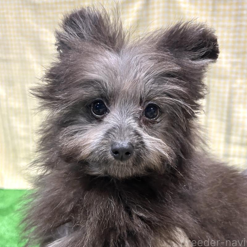 販売中の栃木県のポメプー:ポメラニアン×トイプードル-418762