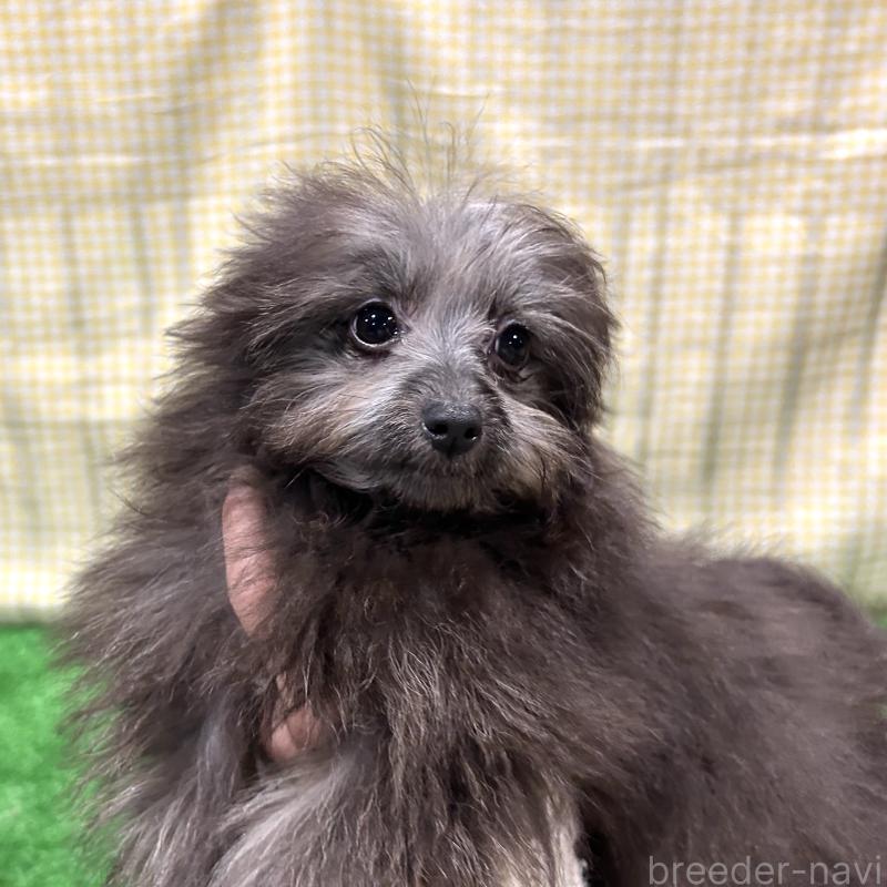 販売中の栃木県のポメプー:ポメラニアン×トイプードル-418762の6枚目