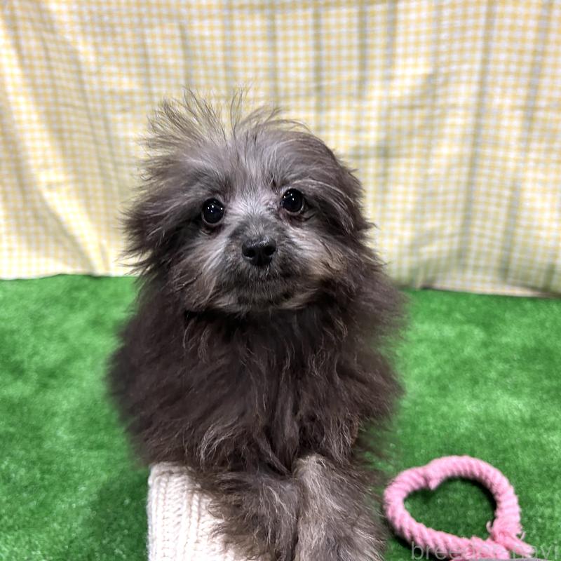 販売中の栃木県のポメプー:ポメラニアン×トイプードル-418762の4枚目