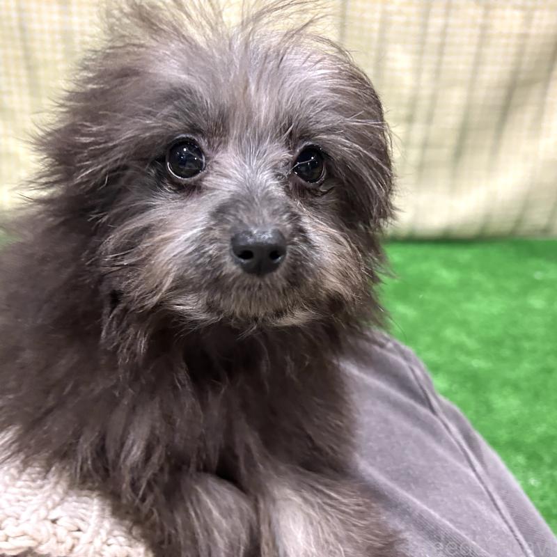 販売中の栃木県のポメプー:ポメラニアン×トイプードル-418762の3枚目