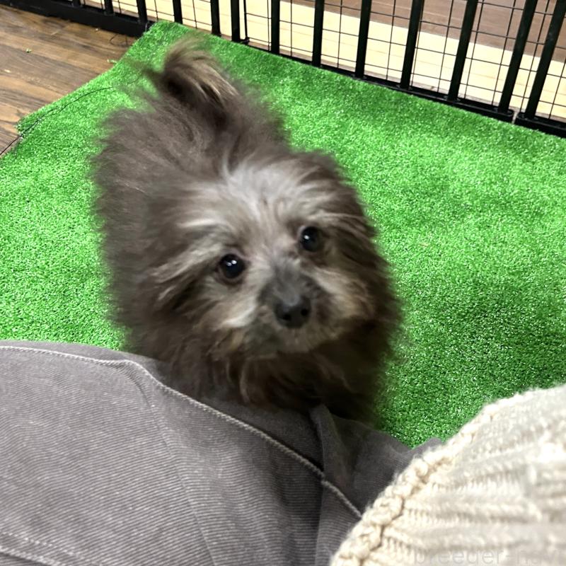 販売中の栃木県のポメプー:ポメラニアン×トイプードル-418762の2枚目