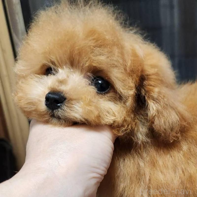 販売中の岡山県のティーカッププードル-432242の3枚目