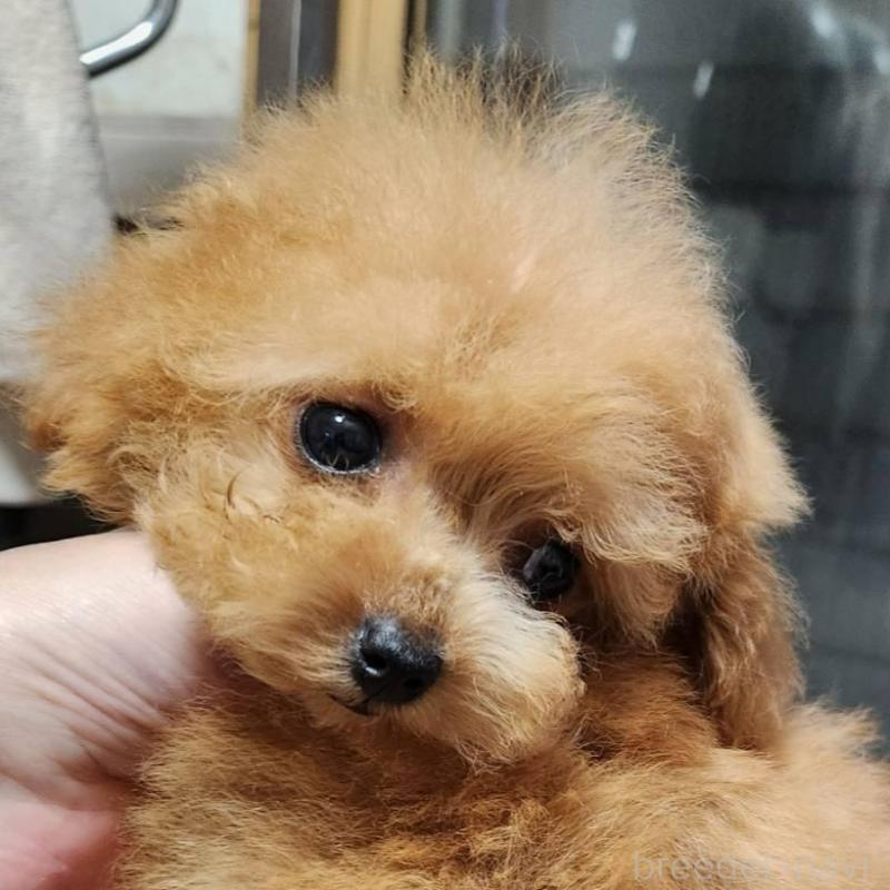 販売中の岡山県のティーカッププードル-432242の2枚目