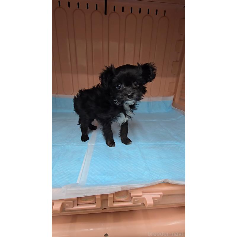 販売中の東京都のチワプー:チワワ×トイプードル-429803の2枚目