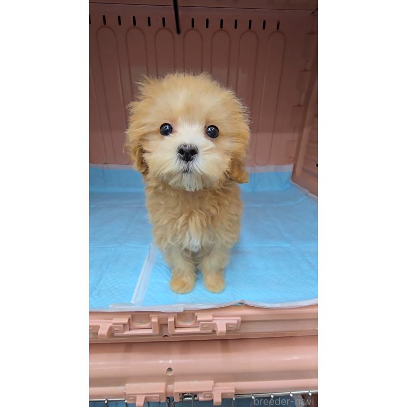 販売中の東京都のマルプー:マルチーズ×トイプードル-426915の2枚目