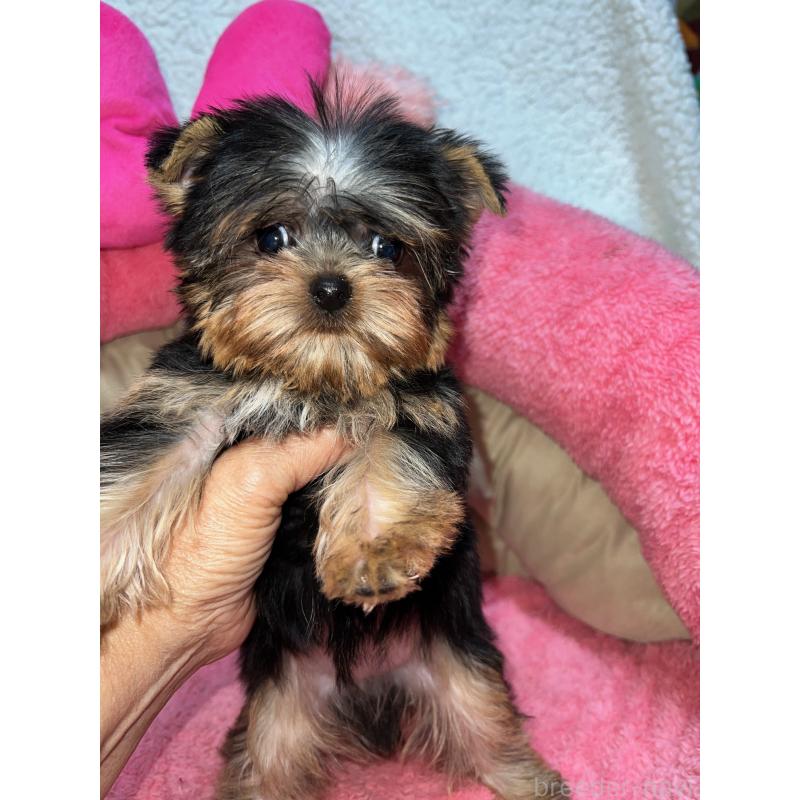 販売中の沖縄県のヨークシャーテリア-432235の3枚目